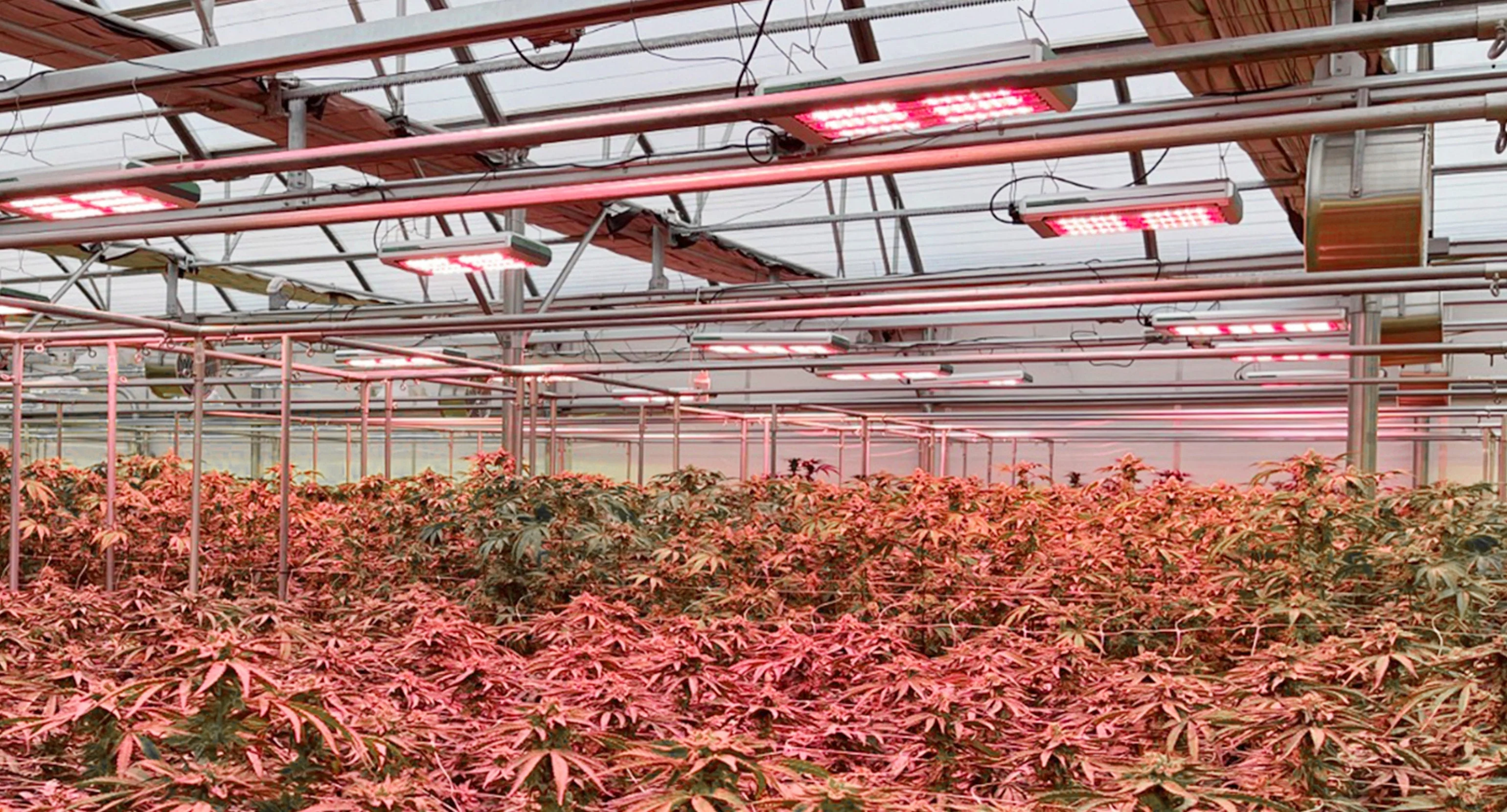 FlexStar 1200 Watt NOVA Toplight LED Grow Light - Image 7
