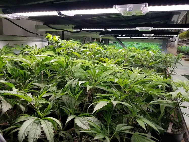 Scynce LED Raging Kale II 250 Watt Grow Light - Image 8